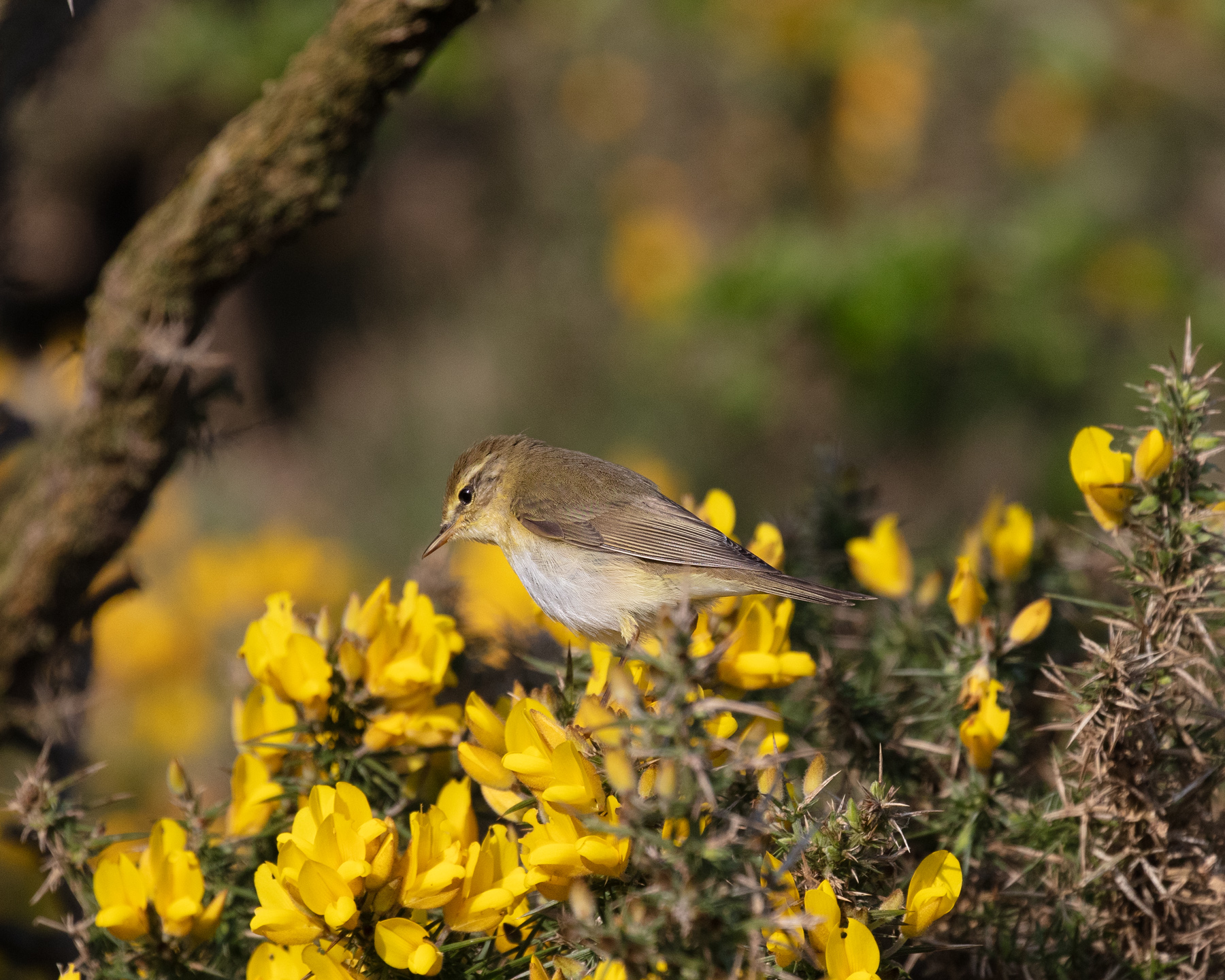 A Willow Warbler looking for a meal
